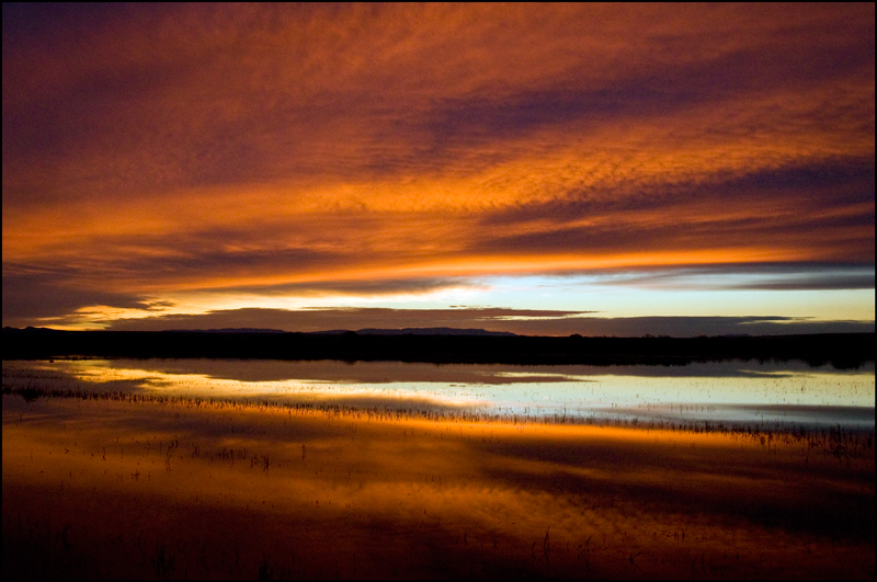 Bosque del Apache Photo 10